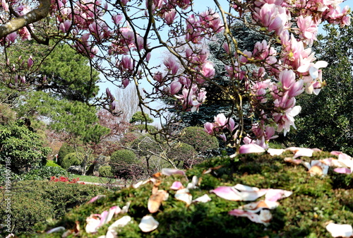 Der Japangarten im Freiburger Seepark im Frühling