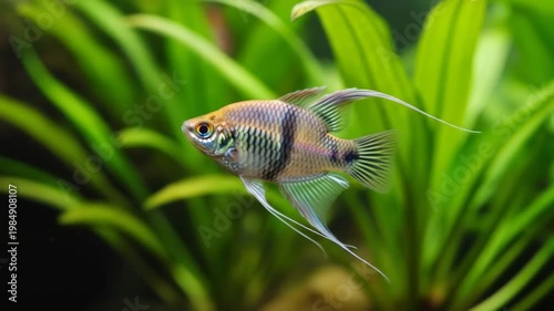 Aquarium Fish Swimming Amidst Lush Greenery