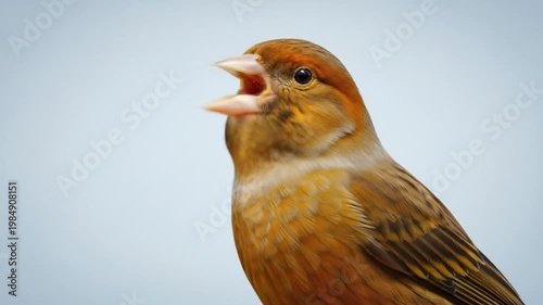 Close-up of a singing canary bird