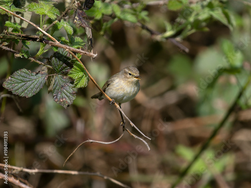Chiffchaff, Phylloscopus collybita