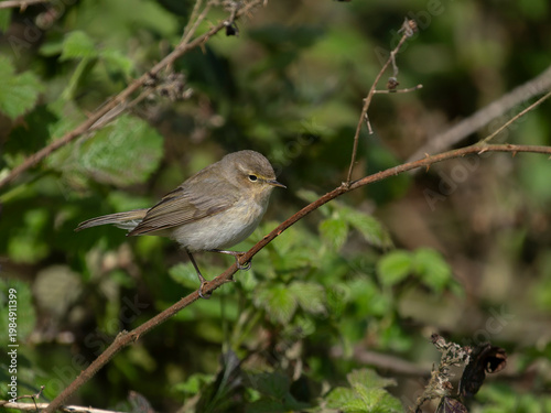 Chiffchaff, Phylloscopus collybita