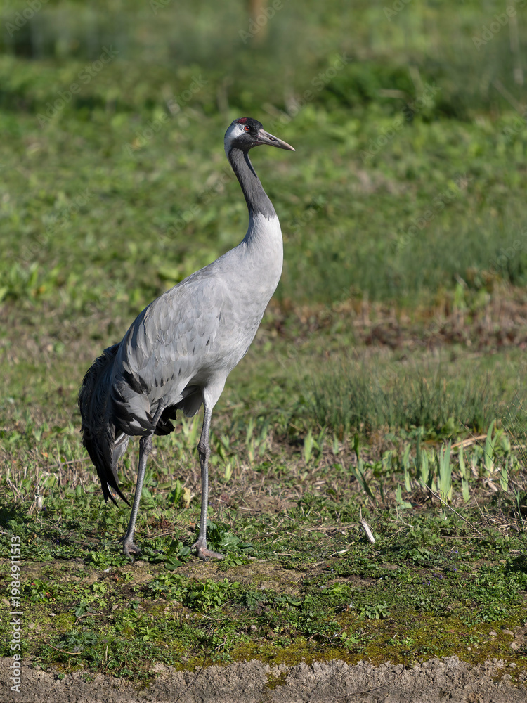 Fototapeta premium Common crane, Grus grus