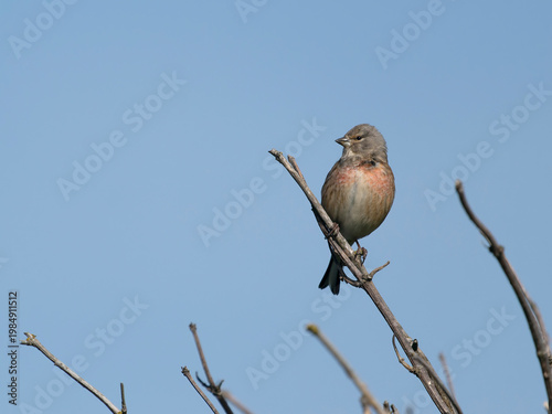 Linnet, Linaria cannabina,