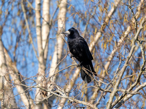 Rook, Corvus frugilegus