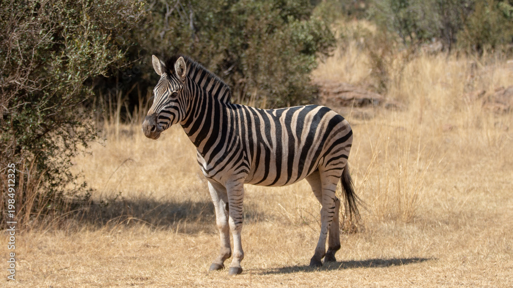 Obraz premium Male Zebra standing in savanna in South Africa RSA