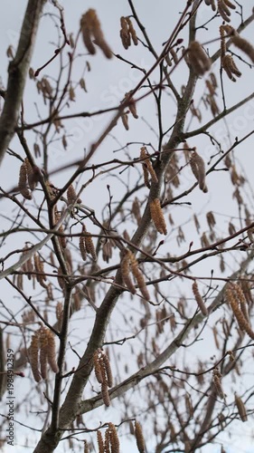 Numerous brown catkins hang from bare tree branches. The tree stands outdoors against a bright grey winter sky.