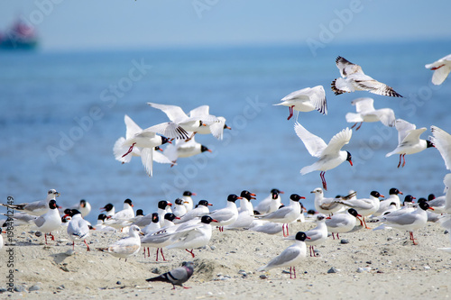 A large flock of white seagulls takes flight over the sandy beach and blue ocean waves as the wild birds soar across the coastal sky with outstretched wings
