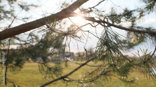 Sunlight streams through green pine needles and brown branches, revealing a bright grassy field in the background.