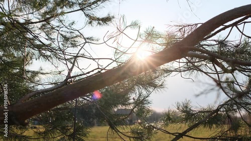 Golden hour sun illuminates conifer tree branches with dazzling sunbursts and colorful light flares in a green field.
