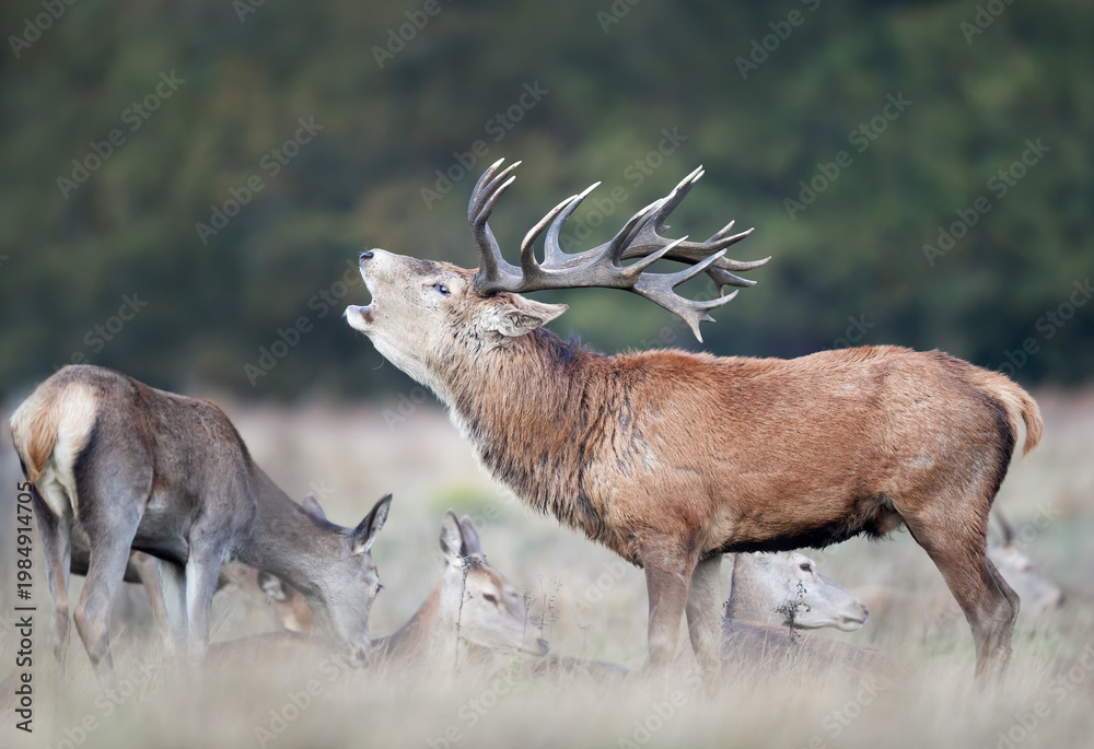 Obraz premium Red deer stag roaring during rutting season in autumn