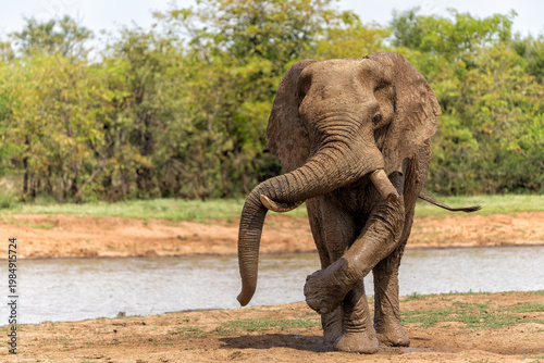 Elephant bull hanging around in the Kruger National Park in South Africa
