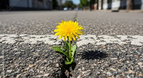 A vibrant yellow flower bravely pushes through a crack in an urban asphalt road