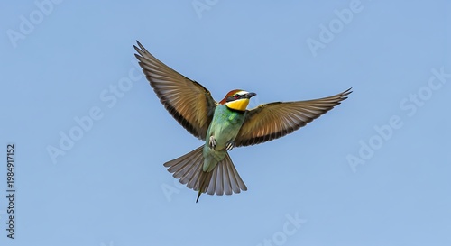 A vibrantly colored bird with outstretched wings soars against a clear blue sky