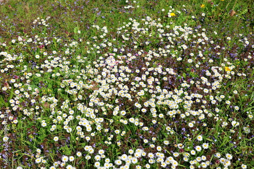 Frühlingswiese mit Gänseblümchen und Günsel