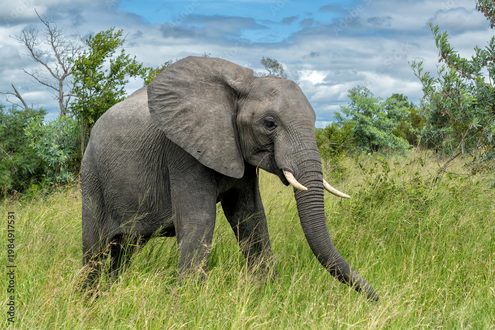 Fototapeta premium Elephant bull hanging around in the Kruger National Park in South Africa
