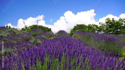 ラベンダー畑とホルンのオブジェ