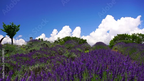 ラベンダー畑とホルンのオブジェと入道雲