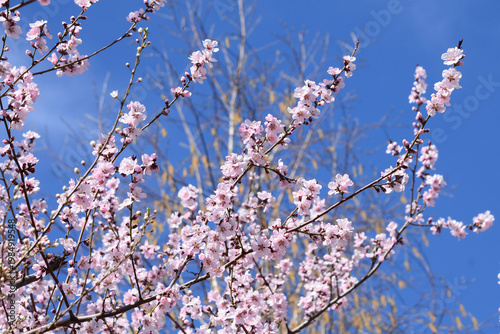 Cherry blossom branches against a bright blue sky.