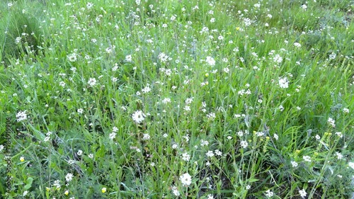 Spring meadow with white flowers in soft diffused light