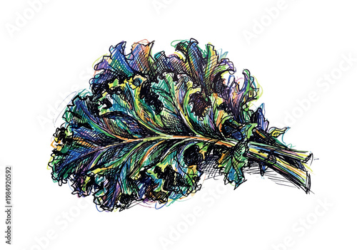 Vibrant hand-drawn illustration of a colorful kale leaf bunch on a white background