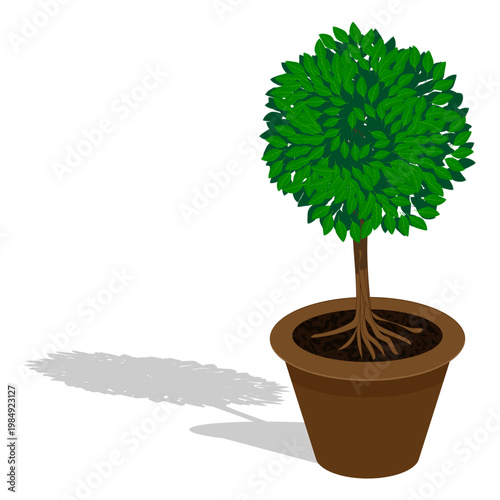Green, leafy plant in a pot with soil. White background.