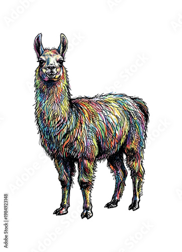 Colorful llama illustration with vibrant rainbow-colored fur on a white background