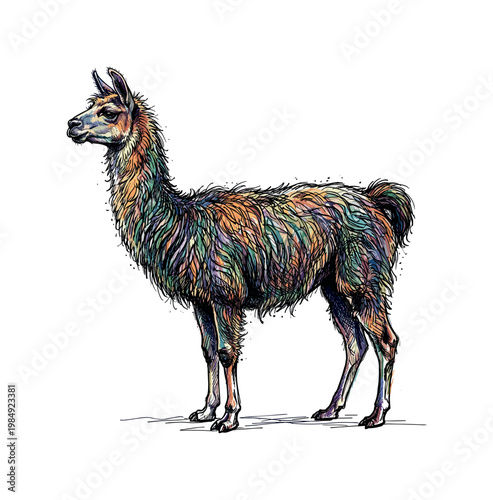 Vibrant, colorful llama illustration with a unique artistic style
