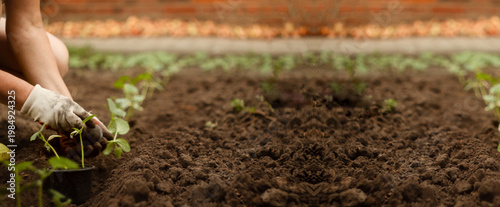 Photos Close-up of hands in gardening gloves planting green seedlings into rich dark soil