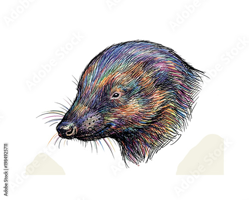 Vibrant, colorful illustration of a mole's head with detailed fur texture