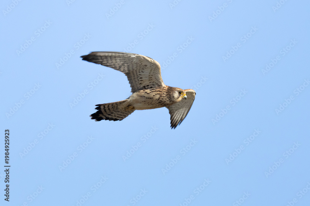 Obraz premium Female Lesser Kestrel (Falco naumanni) soaring in the blue sky. Small bird of prey in flight over Episkopi, Cyprus.