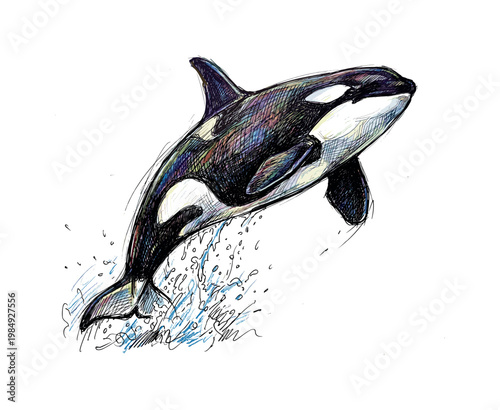 Dynamic illustration of a breaching orca whale with colorful highlights and water splashes
