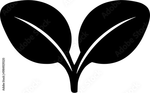 A stunning Basil seedling showcases its first two round, glossy, and fragrant leaves in perfect symmetry against a pristine white backdrop