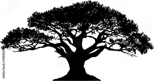 The ancient English Yew stands majestically against a pristine white backdrop, its massive girth and deeply furrowed, multi-stemmed structure exuding centuries of history and resilience