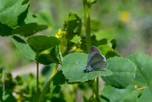 Kutsal Mavi » Celastrina argiolus » Holly Blue