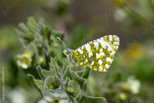 Pieridae / Turuncu Süslü / Orange-tip / Anthocharis cardamines
