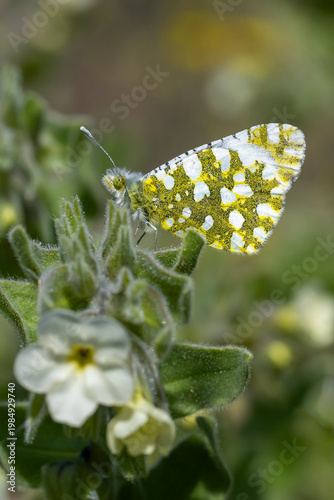 Pieridae / Turuncu Süslü / Orange-tip / Anthocharis cardamines