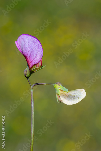 bee on flower