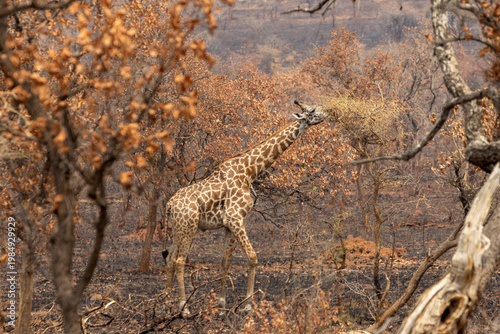 Masai Giraffe Feeding in Burned Savanna area of Akagera National Park Park in Rwanda Africa RWA