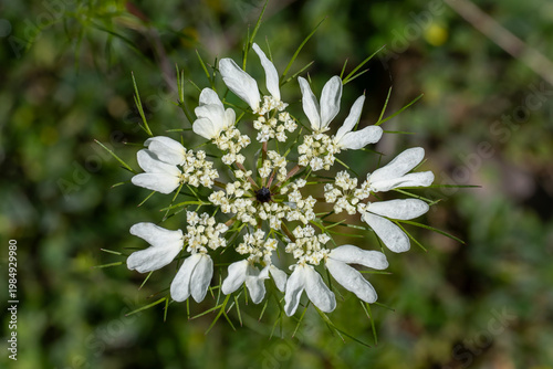 white wild flowers