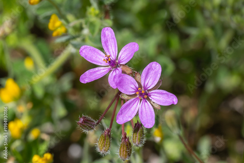 purple flowers in the garden