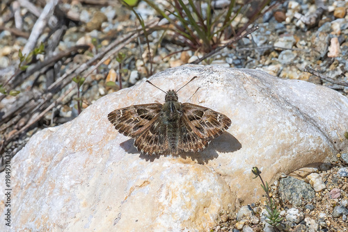 
Hesperiidae / Hatmi Zıpzıpı / Mallow Skipper / Carcharodus alceae