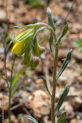 first spring flowers