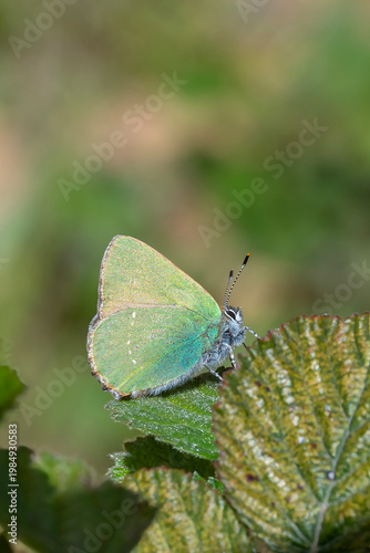 Zümrüt » Callophrys rubi » Green Hairstreak