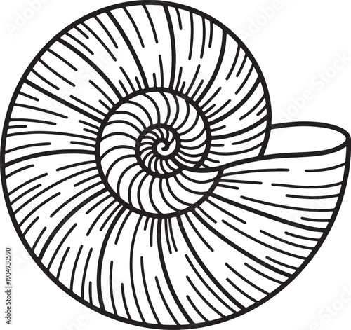 Black and white line of a nautilus shell's spiral chamber and opening also transparent background seashell