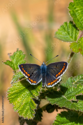 Çokgözlü Esmer » Polyommatus agestis » Brown Argus