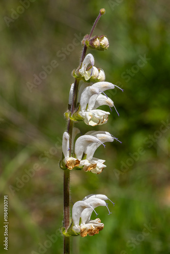 a white flower