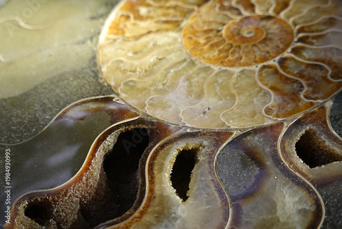Anschliff eines Ammoniten - polished section of an ammonite