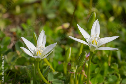 white spring flowers