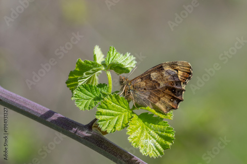 
Satyridae / Karanlık Orman Esmeri / Speckled Wood / Pararge aegeria