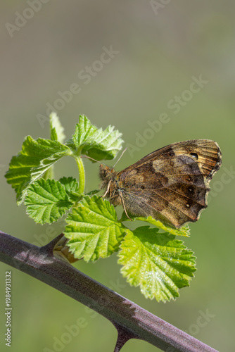 
Satyridae / Karanlık Orman Esmeri / Speckled Wood / Pararge aegeria